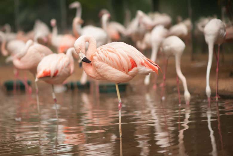Lago dos flamingos